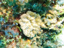 Maze Coral IMG 6981